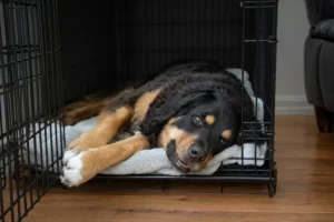 A crate-trained dog treats it like a den: a place to rest without stress.