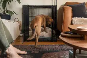 The first milestone in crate training is the dog choosing to go in on their own.